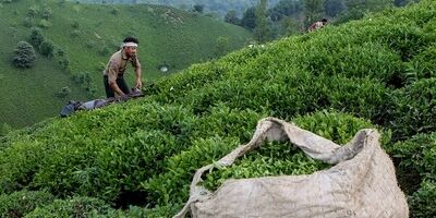 پرداخت ۵۱ درصدی مطالبات چایکاران گیلان و مازندران