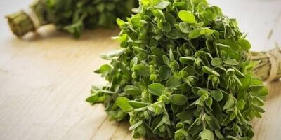 مرزنجوش سبب بهبود یادگیری فضایی در بیماری آلزایمر می‌شود