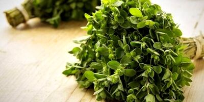 مرزنجوش سبب بهبود یادگیری فضایی در بیماری آلزایمر می‌شود