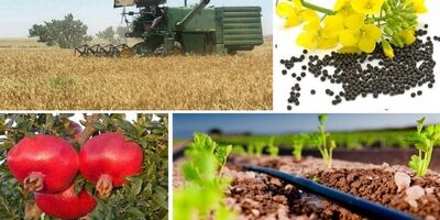 علت ضایعات بالای محصولات کشاورزی از مزرعه تا سفره چیست؟
