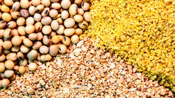 نهاده دامداران عشایری و روستایی  با ارز دولتی تامین می شود