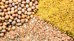نهاده دامداران عشایری و روستایی  با ارز دولتی تامین می شود