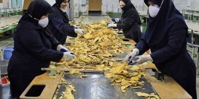 بیشترین سهم اشتغال در بخش خدمات با ۵۱.۲ درصد
