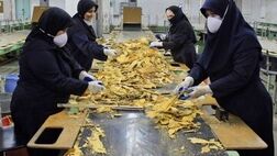 بیشترین سهم اشتغال در بخش خدمات با ۵۱.۲ درصد