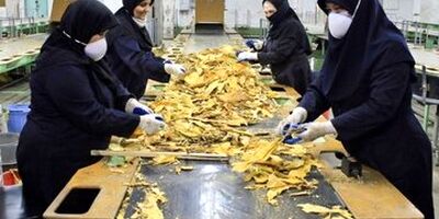 بیشترین سهم اشتغال در بخش خدمات با ۵۱.۲ درصد