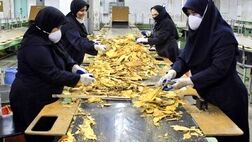 بیشترین سهم اشتغال در بخش خدمات با ۵۱.۲ درصد