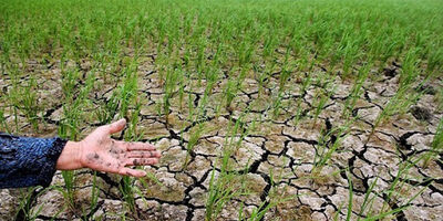 همکاری جهت افزایش ضریب نفوذ بیمه در بین بهره‌برداران بخش کشاورزی 
