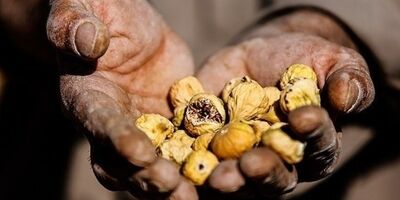 تعهدات بیمه برای انجیرستان‌های استهبان افزایش یافت