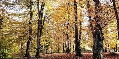 پاییز رنگارنگ در جنگل لولمان