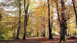 پاییز رنگارنگ در جنگل لولمان