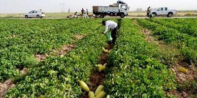 ۹۸ درصد بذر محصولات جالیزی وارداتی است