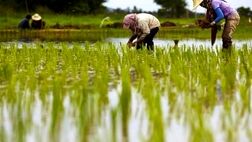 ممنوعیت کشت برنج در حوضه آبریز رودخانه کرخه 