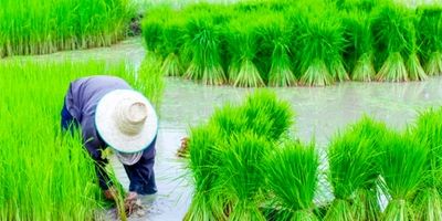 نرخ مالیات ارزش افزوده ۱۳ کالای اساسی ۱ درصد شد