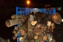 کشف یک تن چوب قاچاق در رباط کریم
