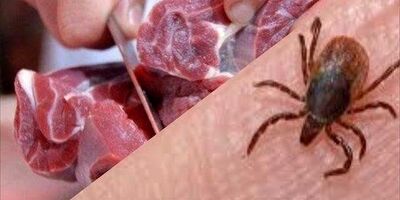 ۱۸ نفر به تب کریمه کنگو مبتلا شدند