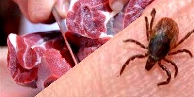 ۱۸ نفر به تب کریمه کنگو مبتلا شدند