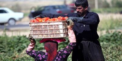 ایران در ۳۲ محصول باغبانی رتبه اول تا هشتم جهان را دارد
