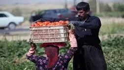 ایران در ۳۲ محصول باغبانی رتبه اول تا هشتم جهان را دارد
