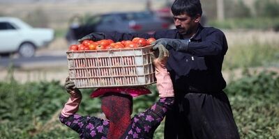 ایران در ۳۲ محصول باغبانی رتبه اول تا هشتم جهان را دارد
