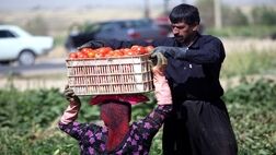 ایران در ۳۲ محصول باغبانی رتبه اول تا هشتم جهان را دارد
