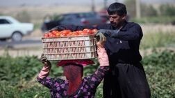 ایران در ۳۲ محصول باغبانی رتبه اول تا هشتم جهان را دارد
