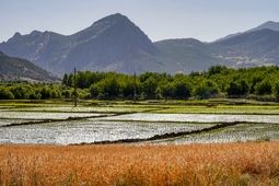 وزارت نیرو مکلف به جبران خسارت قطعی برق کشاورزان است