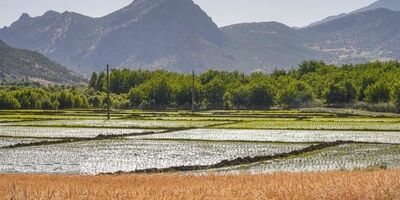 وزارت نیرو مکلف به جبران خسارت قطعی برق کشاورزان است
