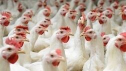 تکذیب دوباره یک شایعه قدیمی؛ مرغ تریاکی واقعیت ندارد
