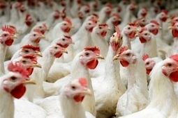 تکذیب دوباره یک شایعه قدیمی؛ مرغ تریاکی واقعیت ندارد
