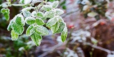 
کشاورزان و باغداران هشدار سرمای هوا را جدی بگیرند