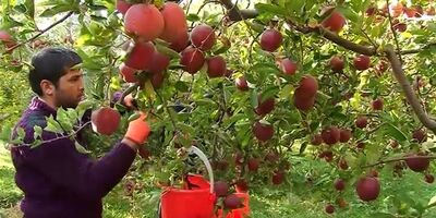 روند تغییرات تعداد بهره‌برداری‌های دارای فعالیت باغداری، منفی شد