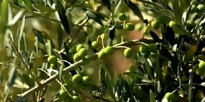 توسعه ۴ هزار هکتاری باغ زیتون در سال جاری اجرایی می شود