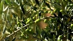 توسعه ۴ هزار هکتاری باغ زیتون در سال جاری اجرایی می شود