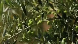 توسعه ۴ هزار هکتاری باغ زیتون در سال جاری اجرایی می شود
