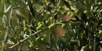 توسعه ۴ هزار هکتاری باغ زیتون در سال جاری اجرایی می شود