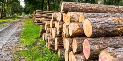 نیاز سالانه کشور به چوب چقدر است؟