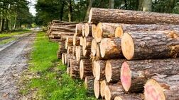 نیاز سالانه کشور به چوب چقدر است؟