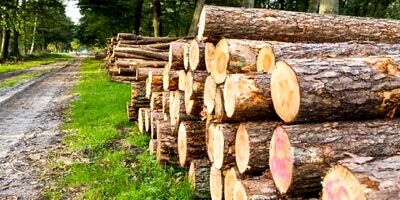 نیاز سالانه کشور به چوب چقدر است؟