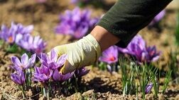 با «پالیز» بانک کشاورزی، دست دلالان از بازار طلای سرخ کوتاه شد
