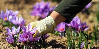 صنایع بزرگ استان بوشهر، بانک کشاورزی را مورد توجه ویژه قرار دهند
