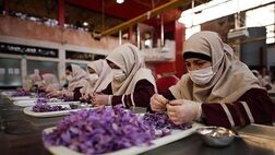 نصف بیشتر تعاونی‌های کشور، تولیدی هستند
