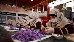 نصف بیشتر تعاونی‌های کشور، تولیدی هستند
