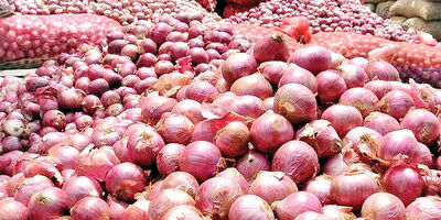 قیمت خرید عمده پیاز در میدان مرکزی میوه کیلویی ۱۹ تا ۲۳ هزار