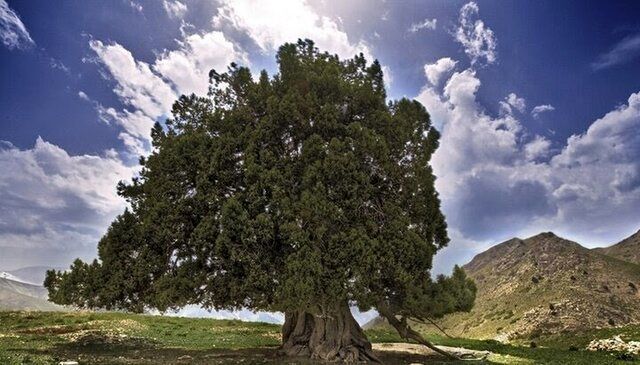 کهنسالترین درخت ایران ثبت ملی شد