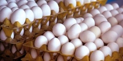 فروش تخم مرغ بالای ۹۰ هزار تومان تخلف است