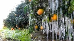 21 میلیون تومان غرامت به کشاورزان خراسان جنوبی پرداخت شد