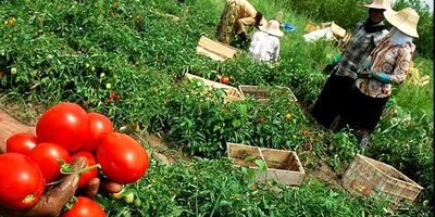 جبران خسارت‌ها در بخش کشاورزی صنعت بیمه باید حمایتی باشد