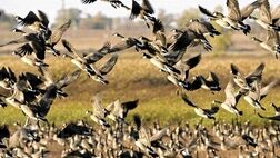 عملیات مهار آنفلوانزای فوق حاد پرندگان درمنطقه میقان استان مرکزی کلید خورد