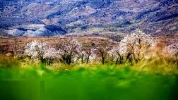 شکوفه‌های بهاری در زمستان + عکس
