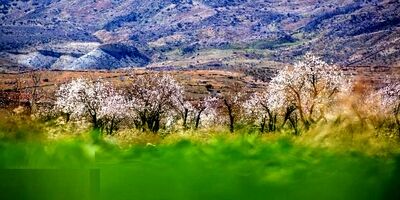 شکوفه‌های بهاری در زمستان + عکس